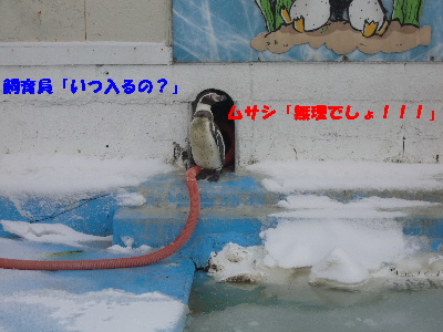 ペンギン　ムサシ.JPG