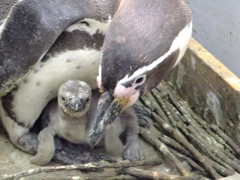 フンボルトペンギンのヒナ誕生 市立室蘭水族館 日記