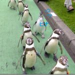 フンボルトペンギンのヒナ、名前募集！