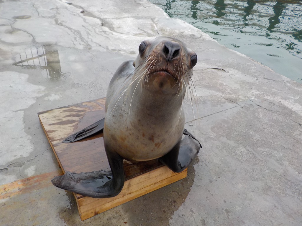 トドのモグちゃん！ | 市立室蘭水族館 日記